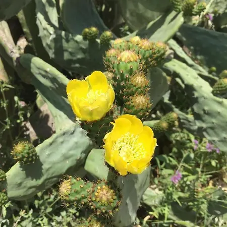 Terre Di Sicilia Bed & Breakfast